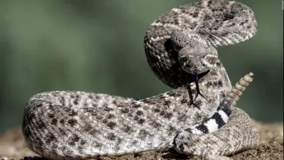 Las serpientes de cascabel, incomprendidas pero con un lado tierno