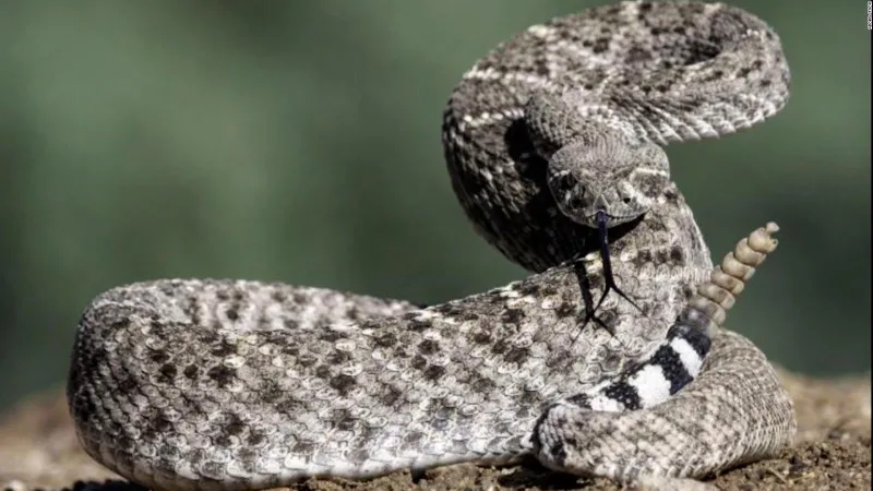 Las serpientes de cascabel, incomprendidas pero con un lado tierno