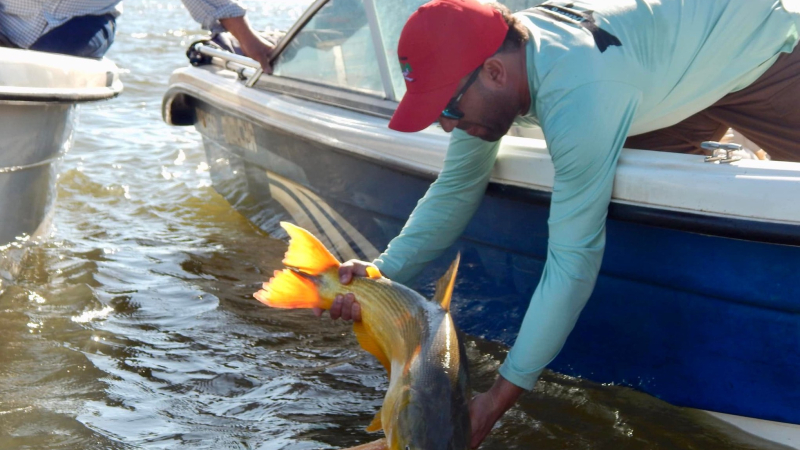 Vuelve la Pesca del Dorado a la Isla del Cerrito