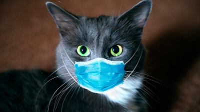 Gatos con gripe aviar: un brote que pone en alerta a la OMS