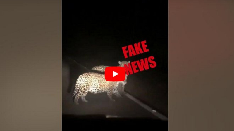 Es falso un video viral de los yaguaretés misioneros