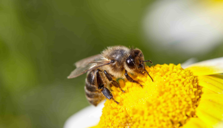 Abeja-apis-mellifera.jpg
