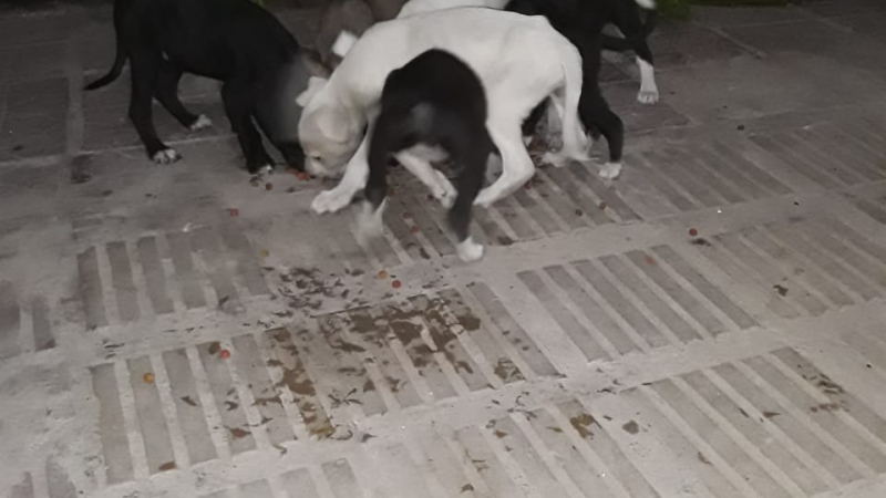 Dan en adopción a cinco cachorros en Resistencia