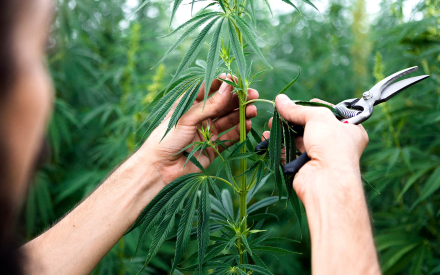 industrial-hemp.jpg