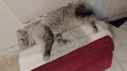 gato dos.jpg