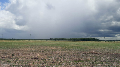 La lluvia, si bien escasa, se tradujo en alivio para el sector productivo