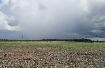 La lluvia, si bien escasa, se tradujo en alivio para el sector productivo