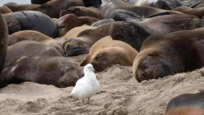 Necochea: más de 40 lobos marinos murieron y creen que fue por un brote de gripe aviar