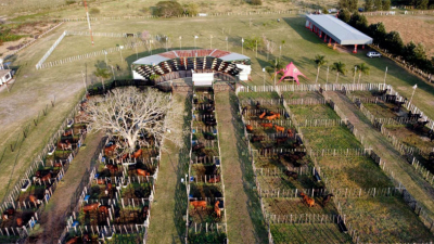 Hoy se hará el 20° Gran Remate de Cabaña Caá Cupé 2023