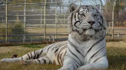 tigre2.jpg