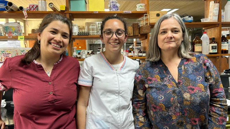 Harina de sorgo del NEA permite avances para tratar la diabetes 