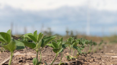 La soja Primavera podría ser una opción en el centro chaqueño