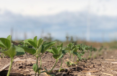 La soja Primavera podría ser una opción en el centro chaqueño