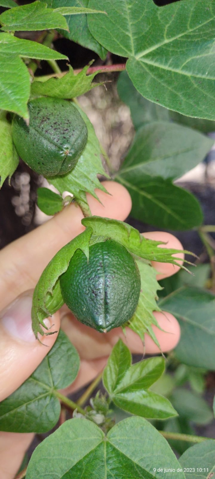 algodon spolja tres.jpg