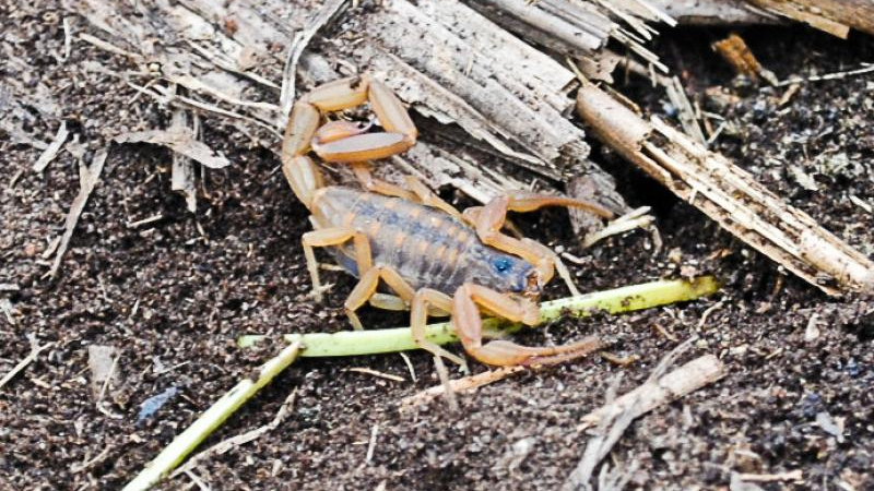 Informan de 14 picaduras de alacranes en un día