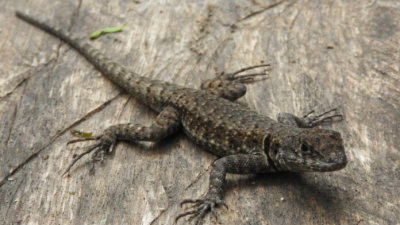 Registraron 42 especies de anfibios y reptiles del Parque Nacional "Laguna El Palmar"