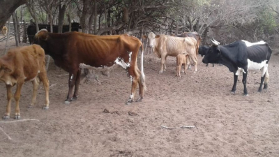 "Los animales se caen antes de subir al camión", dicen los productores