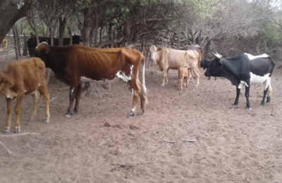 "Los animales se caen antes de subir al camión", dicen los productores