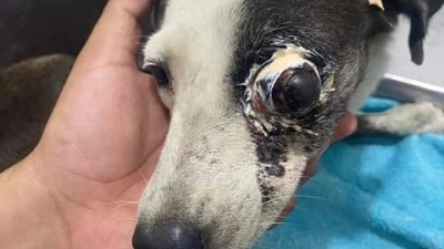 Piden ayuda para operar a una perrita víctima de maltrato animal