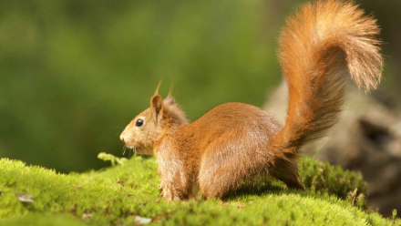 ardilla voladora gigante japonesa.jpg