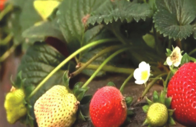 Una propuesta hortícola desde el INTA Colonia Benítez