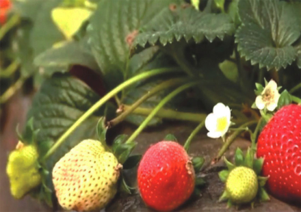 frutilla.jpg