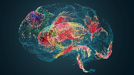 primer atlas del cerebro humano.jpg