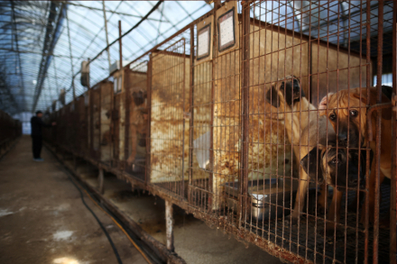 korea-dogmeat4.jpg