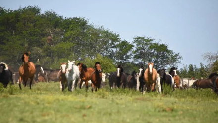 caballos.jpg
