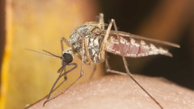 La muerte de un turista estadounidense por malaria encendió alarmas 