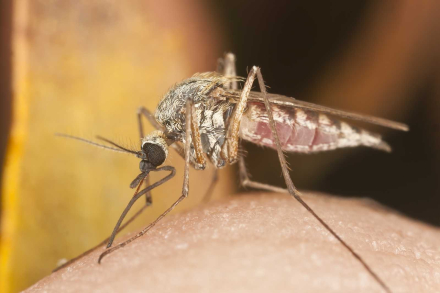 malaria mosquito vector.jpg