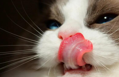 Mascotas: desbocada suba de los alimentos