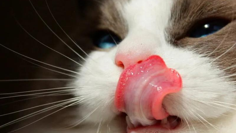 Mascotas: desbocada suba de los alimentos