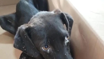 Piden ayuda: la cachorra Valente fue abandonada y está muy débil