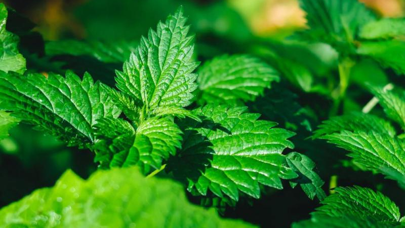 Beneficios y ventajas de añadir una especie al mate