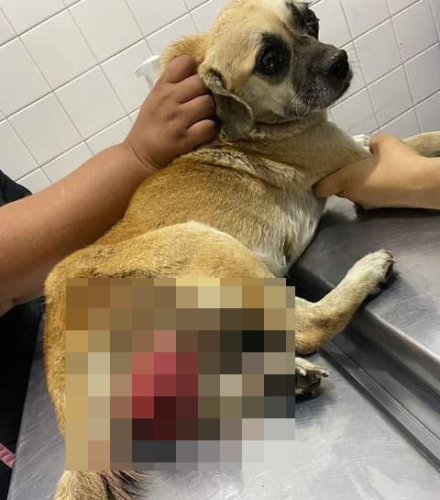 perrita2.jpeg