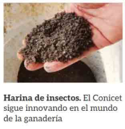 Harina-de-insectos.jpg