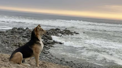 La emotiva historia de Vaguito, el perro que espera a su dueño frente al mar y tendrá su propia película