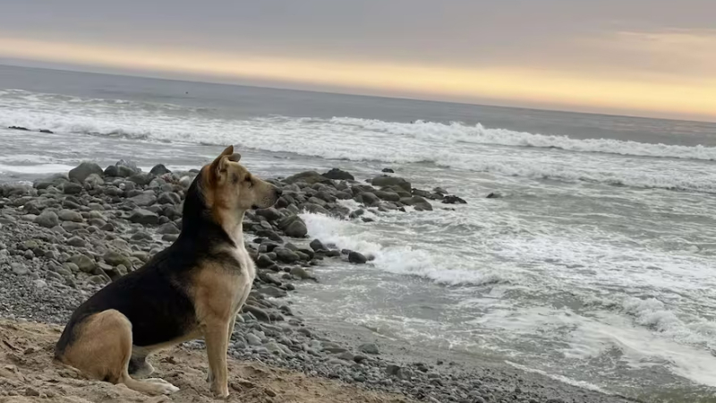 La emotiva historia de Vaguito, el perro que espera a su dueño frente al mar y tendrá su propia película