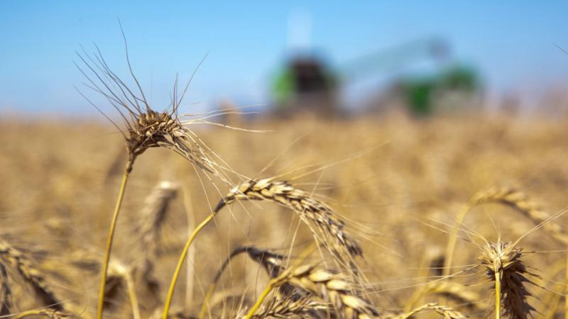 La baja siembra de trigo enciende alertas: del precio del pan al ingreso de dólares