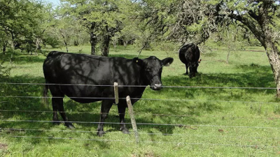 Ingreso al invierno con pasto en los campos ganaderos, pero con precios bajos