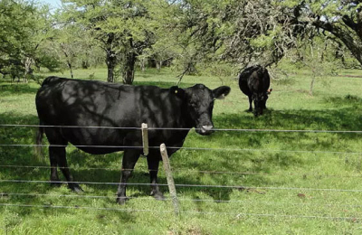Ingreso al invierno con pasto en los campos ganaderos, pero con precios bajos