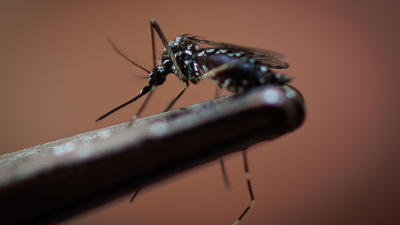 EEUU alerta de amenaza de dengue en el país 