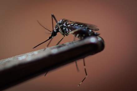 mosquitoe.jpg