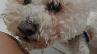 Buscan a un perrito perdido y ofrecen recompensa