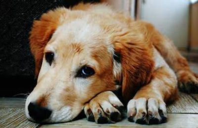 El asombroso "don" animal de detectar enfermedades en seres humanos
