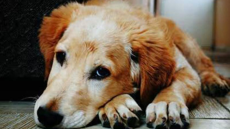El asombroso "don" animal de detectar enfermedades en seres humanos