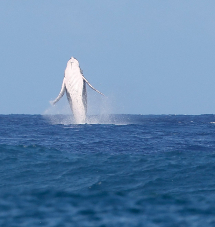 ballena2.jpg
