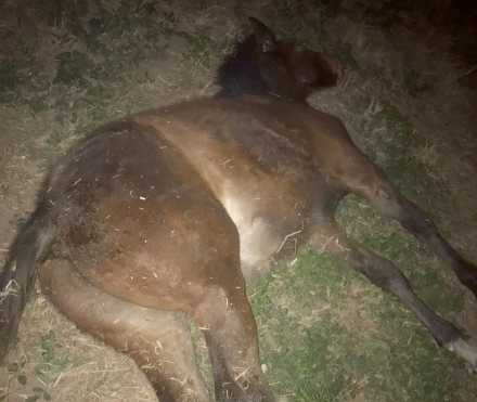 caballo2.jpg