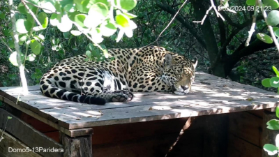 Emotiva liberación: la yaguareté Nalá ya vive en el Parque Nacional El Impenetrable